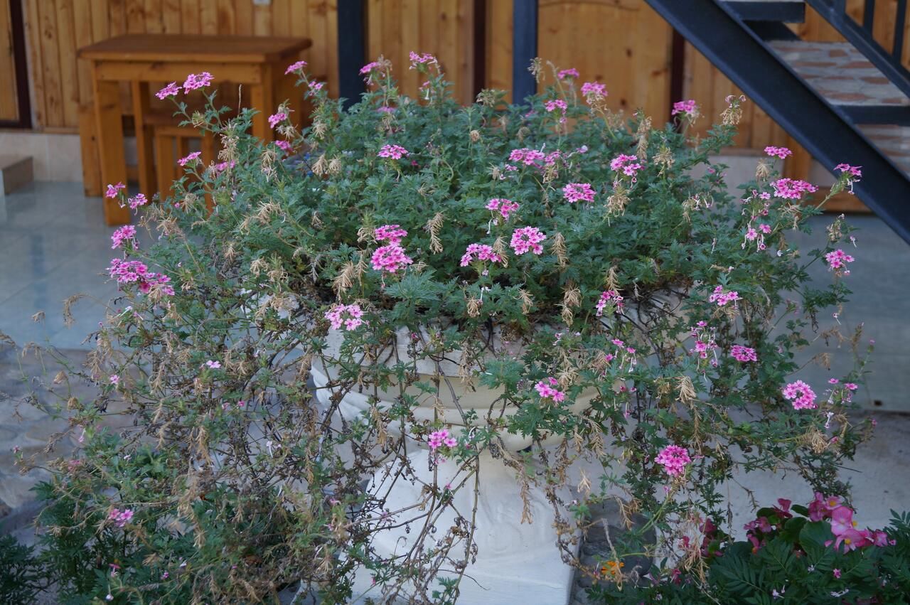 Гостевой дом Теремок Алахадзы-28